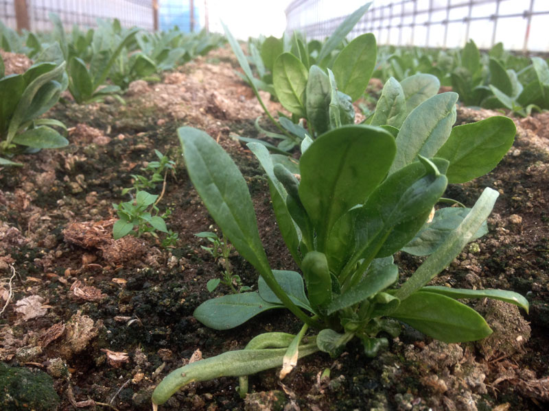 20150204ほうれん草