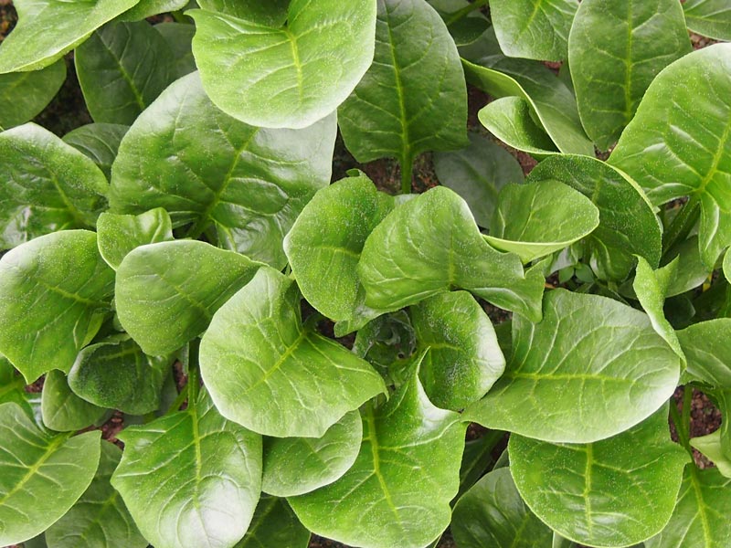 ビニールハウスのほうれんそう