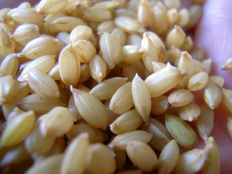 水稲の種の芽だし